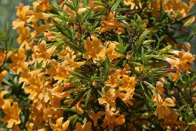 Monkey Flower 