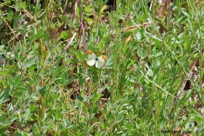 Sara Orangetip butterfly