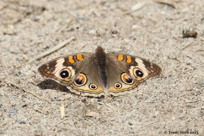 Common Buckeye butterfly
