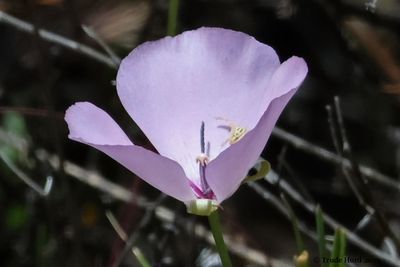Find the crab spider in the mariposa lily 