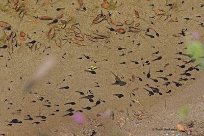 So many tadpoles!