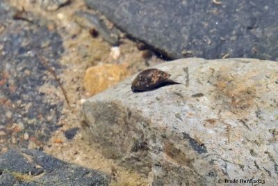 Even a freshwater snail  