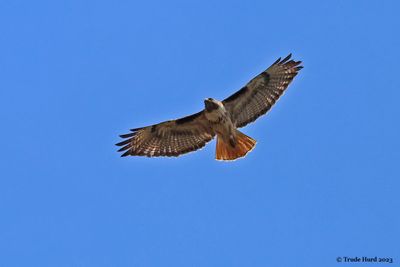 Red-tailed Hawk (banded with letters YE)