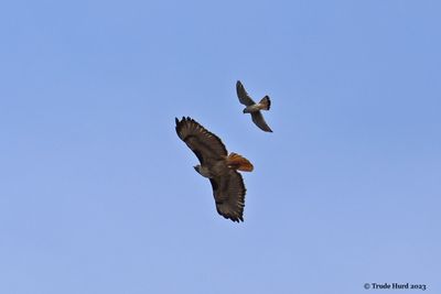 American Kestrel mobbing Red-tailed Hawk 
