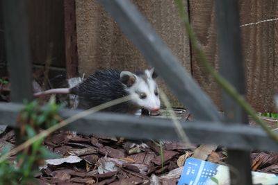 Whoops, one little one left on ground 