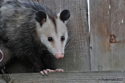 Mama Opossum will go back for it