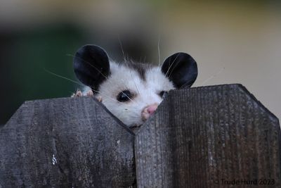 I see you!