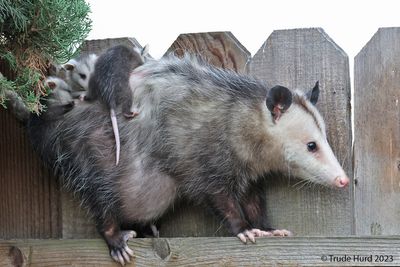 2023_opossum_family_visit
