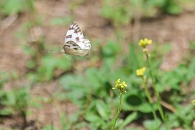 Checkered White butterfly