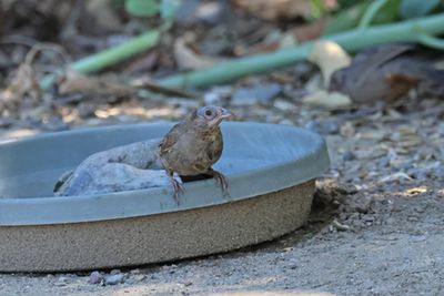 California Towhee butterfly, whoops, no, it's a bird. Molting its head feathers. 