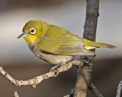 Swinhoe's White-eye IMG_4625x.jpg