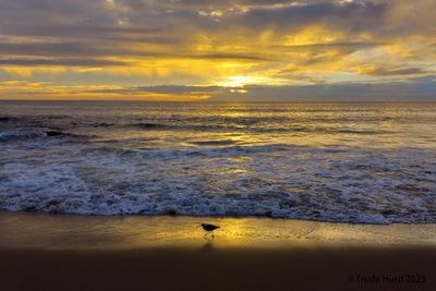 Sunset shorebird (Whimbrel)