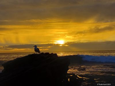 Sunset gull 