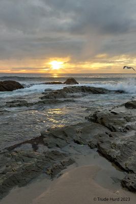 Sunset gull 