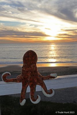 Sunset octopus 