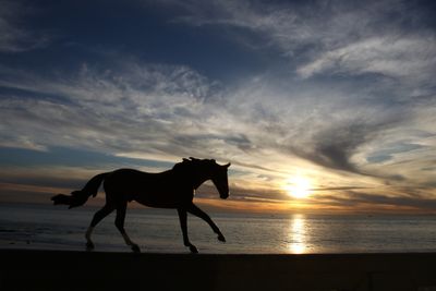 Sunset horse