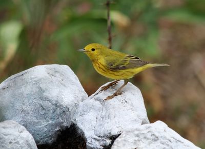 YELLOW WARBLER, male