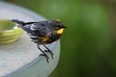YELLOW-RUMPED WARBLER, male