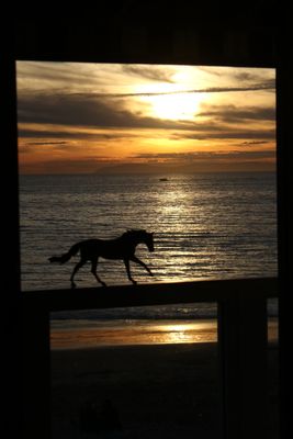 bryers_toy_horse_at_crystal_cove_2023