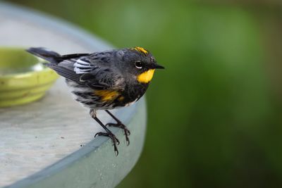 calendar_2024_warblers_in_my_yard