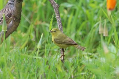 January - Orange-crowned Warbler 