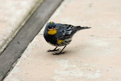 February Yellow-rumped Warbler