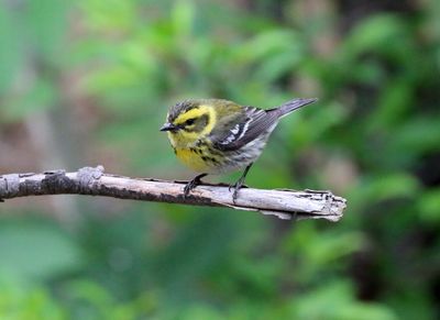 March - Townsends Warbler, female