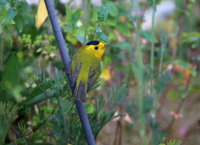 April - Wilson's Warbler 