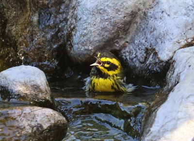 June - Townsend's Warbler (bath time)
