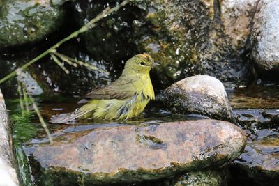 July - Orange-crowned Warbler (bath time)