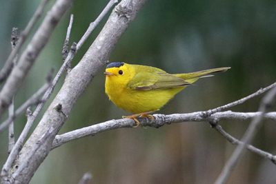 August - Wilson's Warbler 