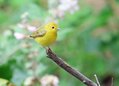 September - Yellow Warbler, female