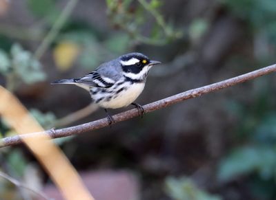 October - Black-throated Gray Warbler 