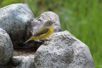 November - Nashville Warbler 