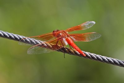 calendar_2023_dragonflies_and_damselflies