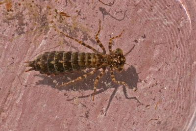 January a - Dragonfly Nymph 