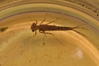 January b Damselfly Nymph 