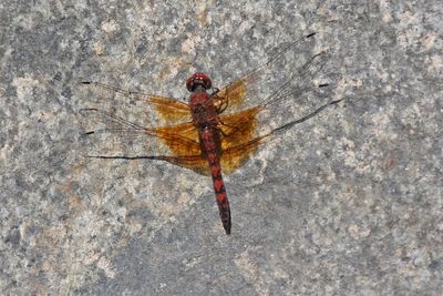 10 Occtober - Red Rock Skimmer 