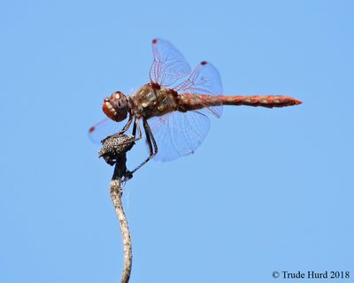 12 December - Variegated Meadowhawk