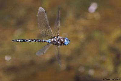 3 March - Blue-eyed Darner 