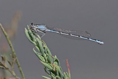 4 April - Familiar Bluet (in my yard)