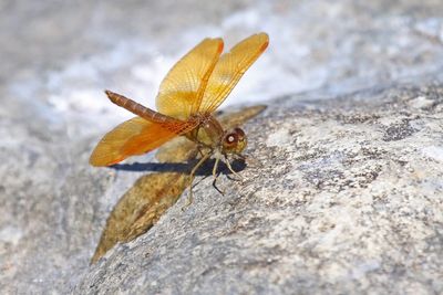 5 May - Mexican Amberwing (obelisk behavior)