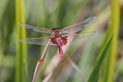6 June - Red Saddlebags