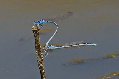 7 July - Damselflies mating 