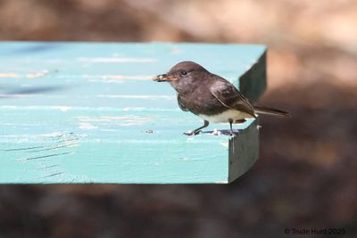 Black Phoebe successful in catching caterpillar