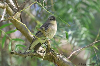 Yellow-rumped Warbler, of course!
