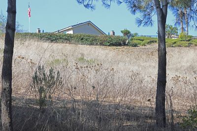 Fire hazards in OC from non-native grasses and mustards