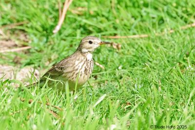 American Pipit 