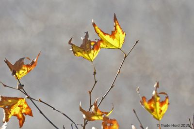 Sycamore leaves backlit