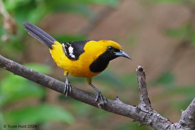Hooded Orioles still visit for water several years after neighbor removed nesting palm